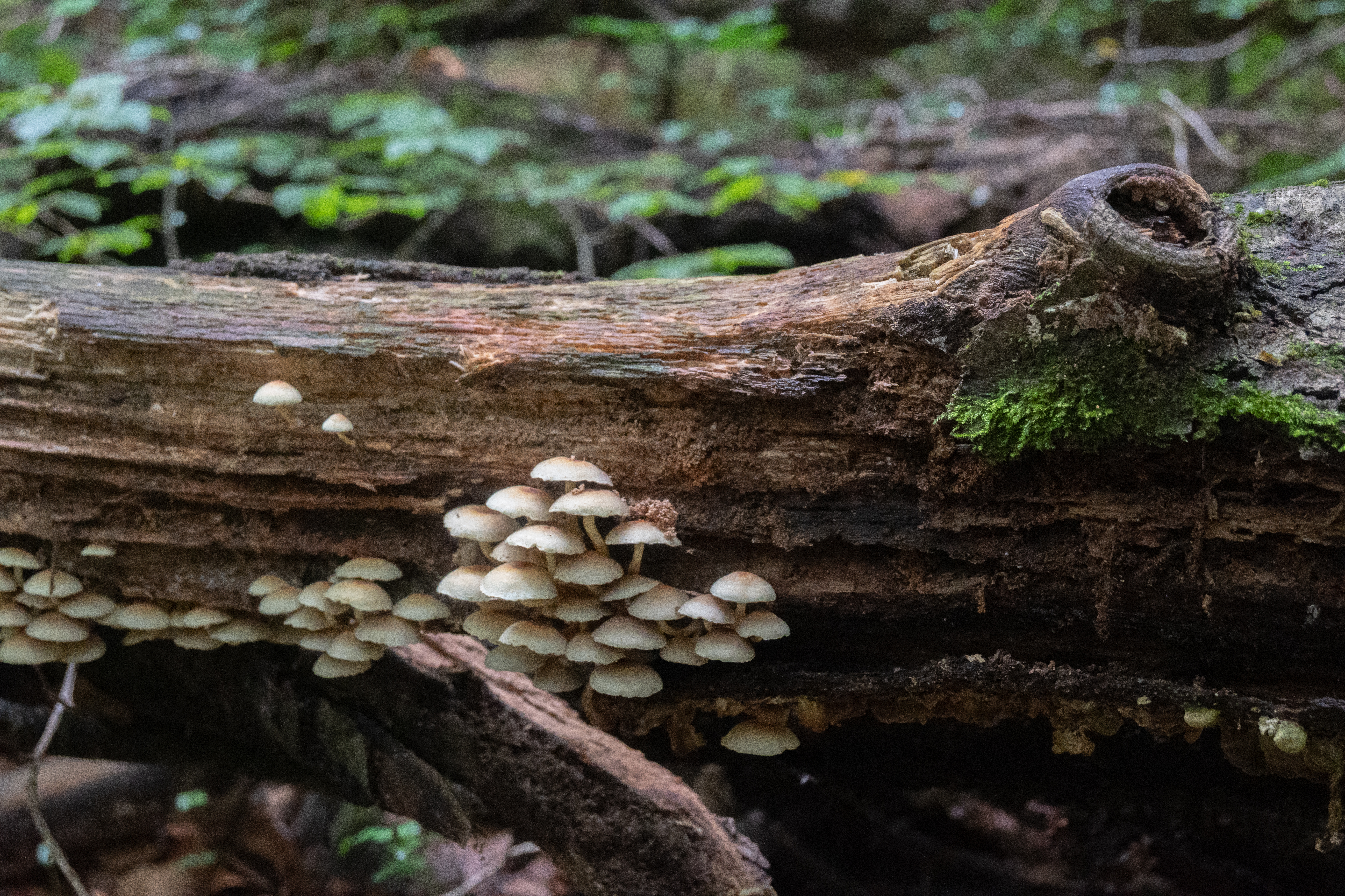 Decomposers